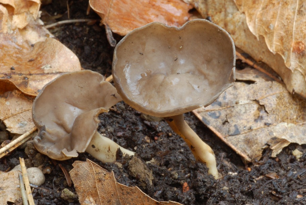 Helvella macropus? (cfr. Helvella villosa)